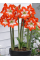 Амариллис Eyecatcher
