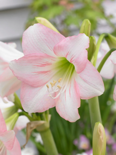 Амариллис Pink Rascal