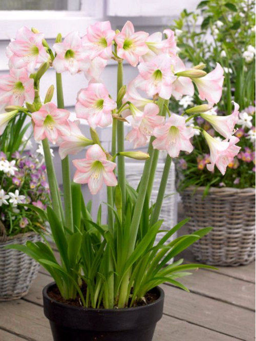 Амариліс Pink Rascal