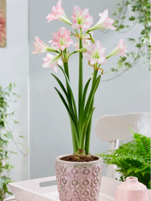 Амариліс Pink Rascal