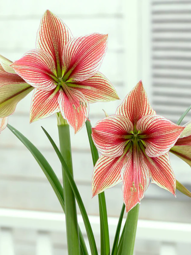Амариліс Exotic Star