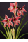 Амариліс Exotic Star