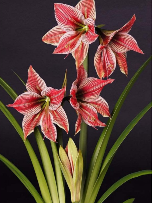 Амариліс Exotic Star