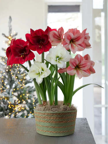 Амариллис Микс Elegant Mention (3 шт. в упаковке)
