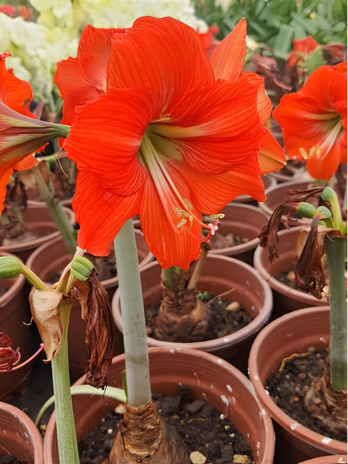 Амариліс Orange Queen (1 шт. в упаковці)