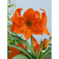 Амариллис Orange Queen (1 шт. в упаковке)