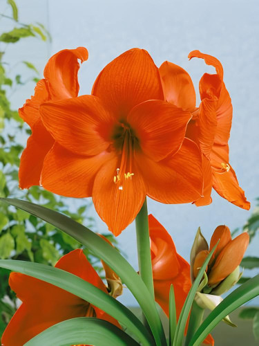 Амариліс Orange Queen (1 шт. в упаковці)