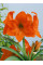 Амариліс Orange Queen (1 шт. в упаковці)