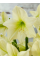 Амариллис Lemon Star