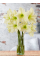 Амариллис Lemon Star