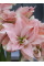 Амариліс Pink Glory