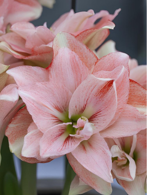 Амариліс Pink Glory