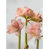 Амариліс Pink Glory