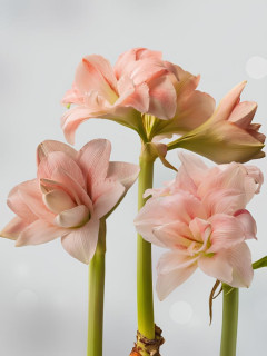 Амариліс Pink Glory