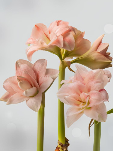 Амариліс Pink Glory