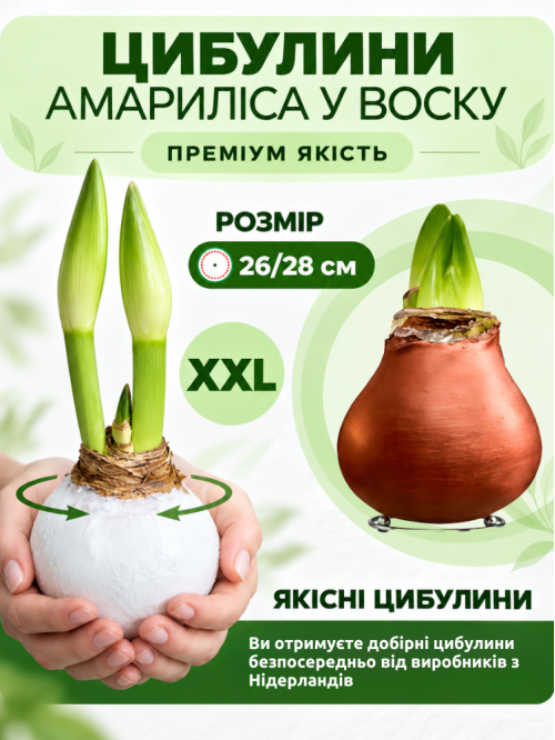 Воскованный амариллис Бронза ЭКСКЛЮЗИВ!