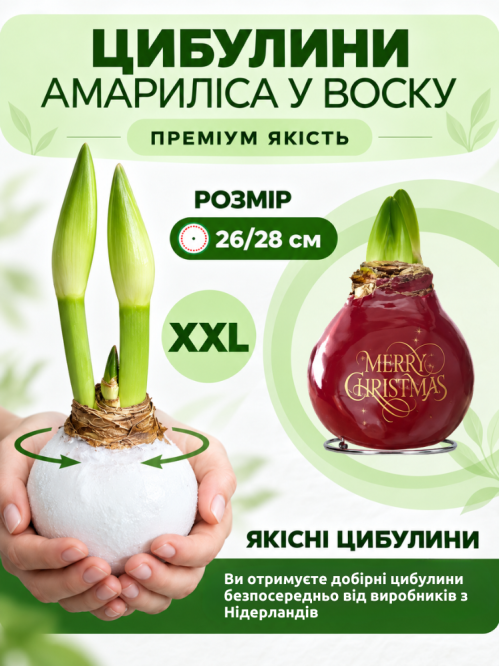 Воскованный амариллис Веселого Рождества ЭКСКЛЮЗИВ!