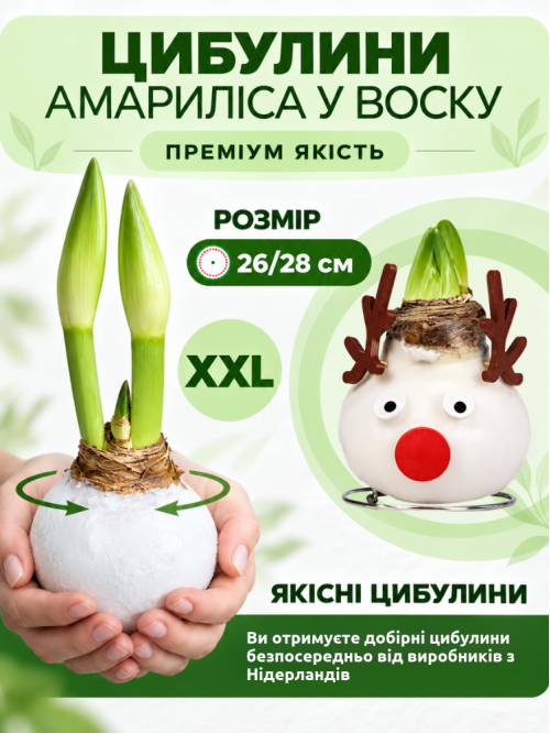 Воскованный амариллис Северный олень ЭКСКЛЮЗИВ!