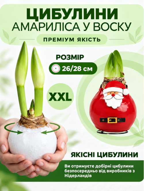 Воскованный амариллис Санта Клаус ЭКСКЛЮЗИВ!