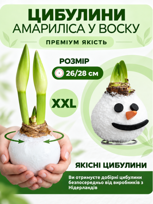Воскованный амариллис Снежка ЭКСКЛЮЗИВ!