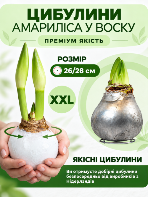 Воскованный амариллис Серебро ЭКСКЛЮЗИВ!