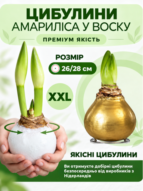 Воскованный амариллис Золото ЭКСКЛЮЗИВ!