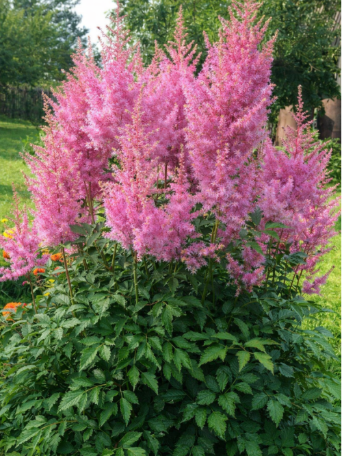 Астільба Gloria Purpurea