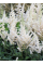 Астільба Vision in White Delight