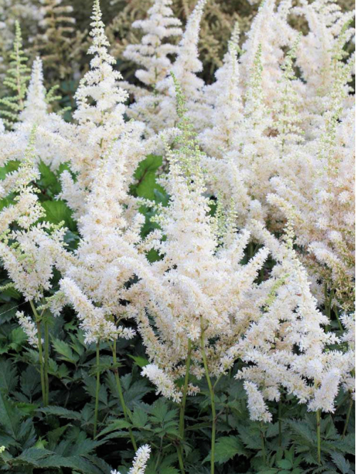 Астільба Vision in White Delight