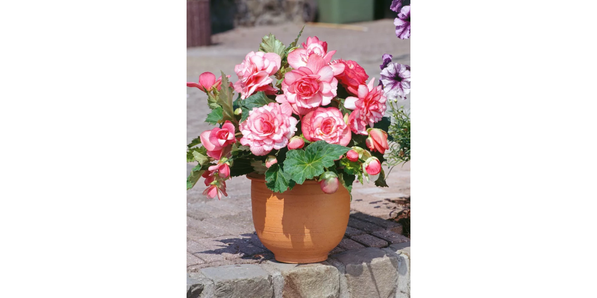 Бегонія Bouton de Rose