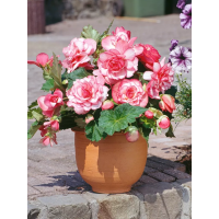 Бегония Bouton de Rose
