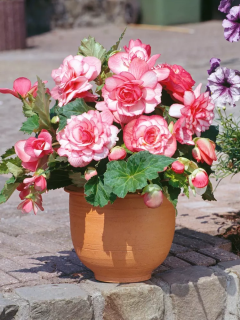 Бегонія Bouton de Rose