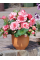 Бегония Bouton de Rose