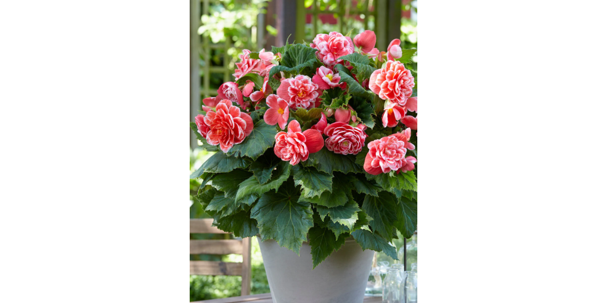 Бегонія Camelia
