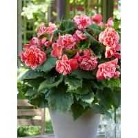 Бегонія Camelia