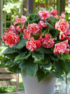 Бегонія Camelia