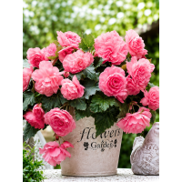 Бегония Cascade Odorosa Sweet Pink