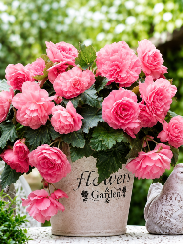 Бегония Cascade Odorosa Sweet Pink