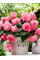 Бегония Cascade Odorosa Sweet Pink