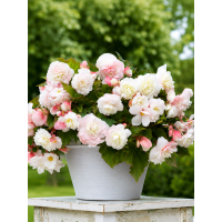 Бегонія Cascade Odorosa White Blush