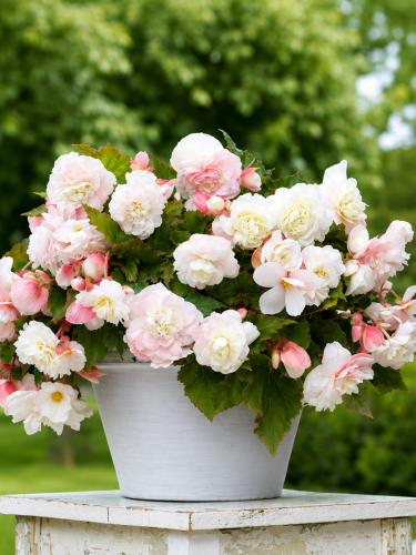 Бегонія Cascade Odorosa White Blush