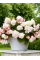 Бегонія Cascade Odorosa White Blush