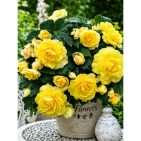 Бегонія Cascade Odorosa Yellow Flame