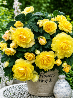 Бегонія Cascade Odorosa Yellow Flame