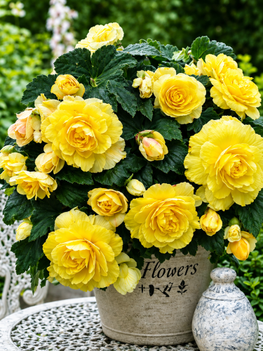 Бегония Cascade Odorosa Yellow Flame