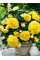 Бегонія Cascade Odorosa Yellow Flame