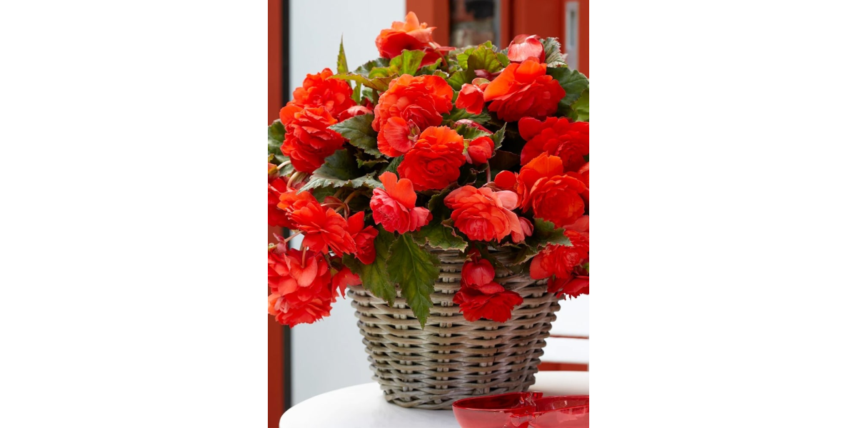 Бегонія Cascade Odorosa Red Sunset
