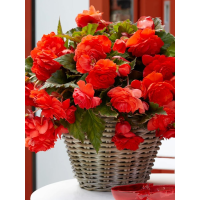 Бегонія Cascade Odorosa Red Sunset
