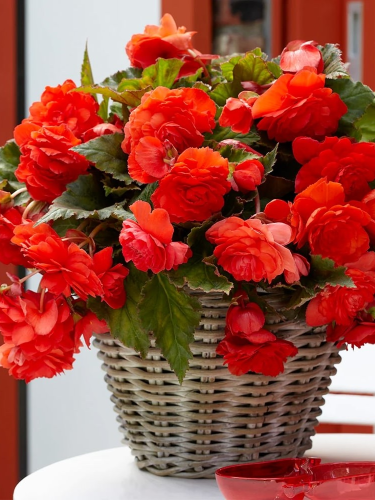 Бегонія Cascade Odorosa Red Sunset
