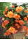 Бегонія Cascade Orange